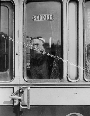 DOG AT TRAIN WINDOW